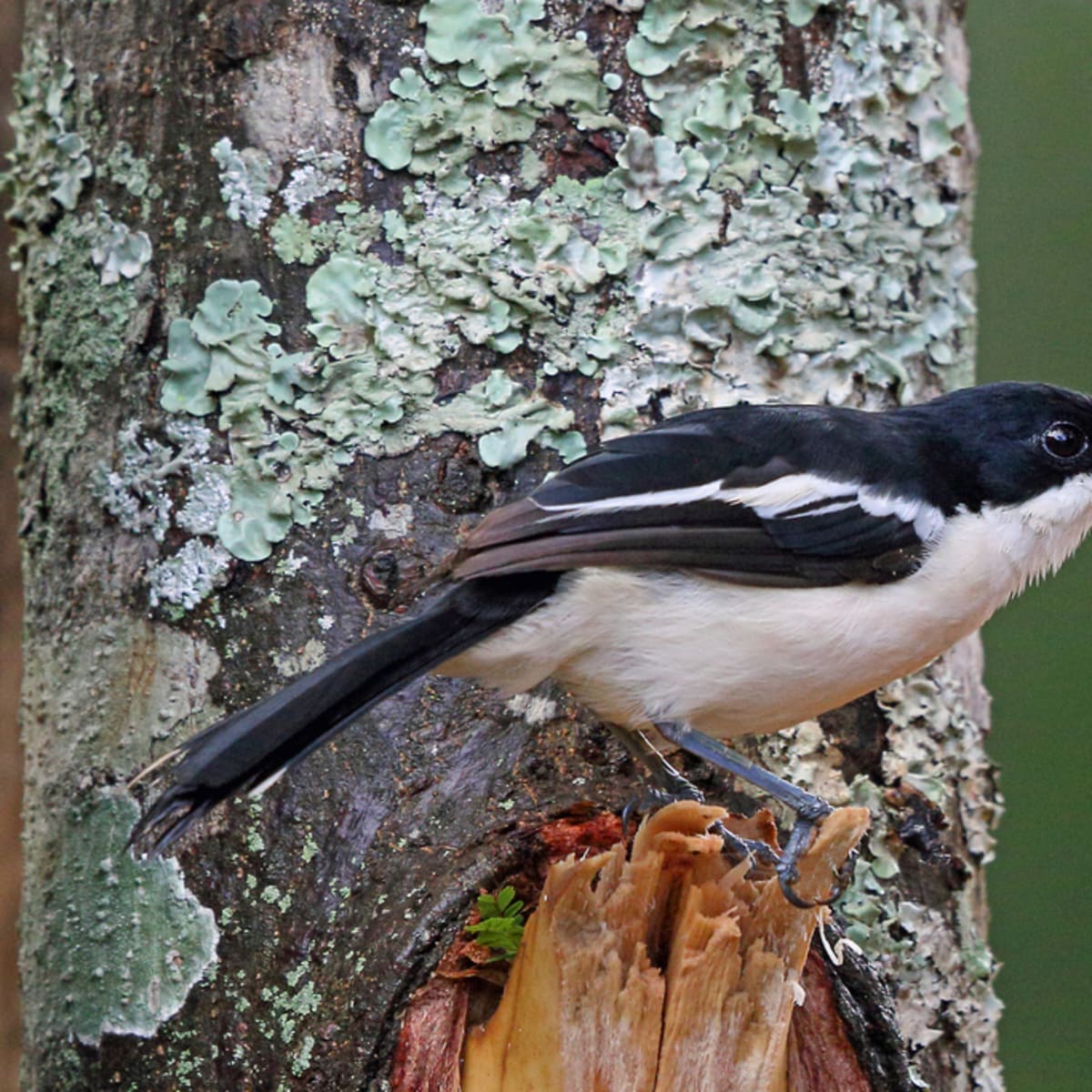 Tropical Boubou