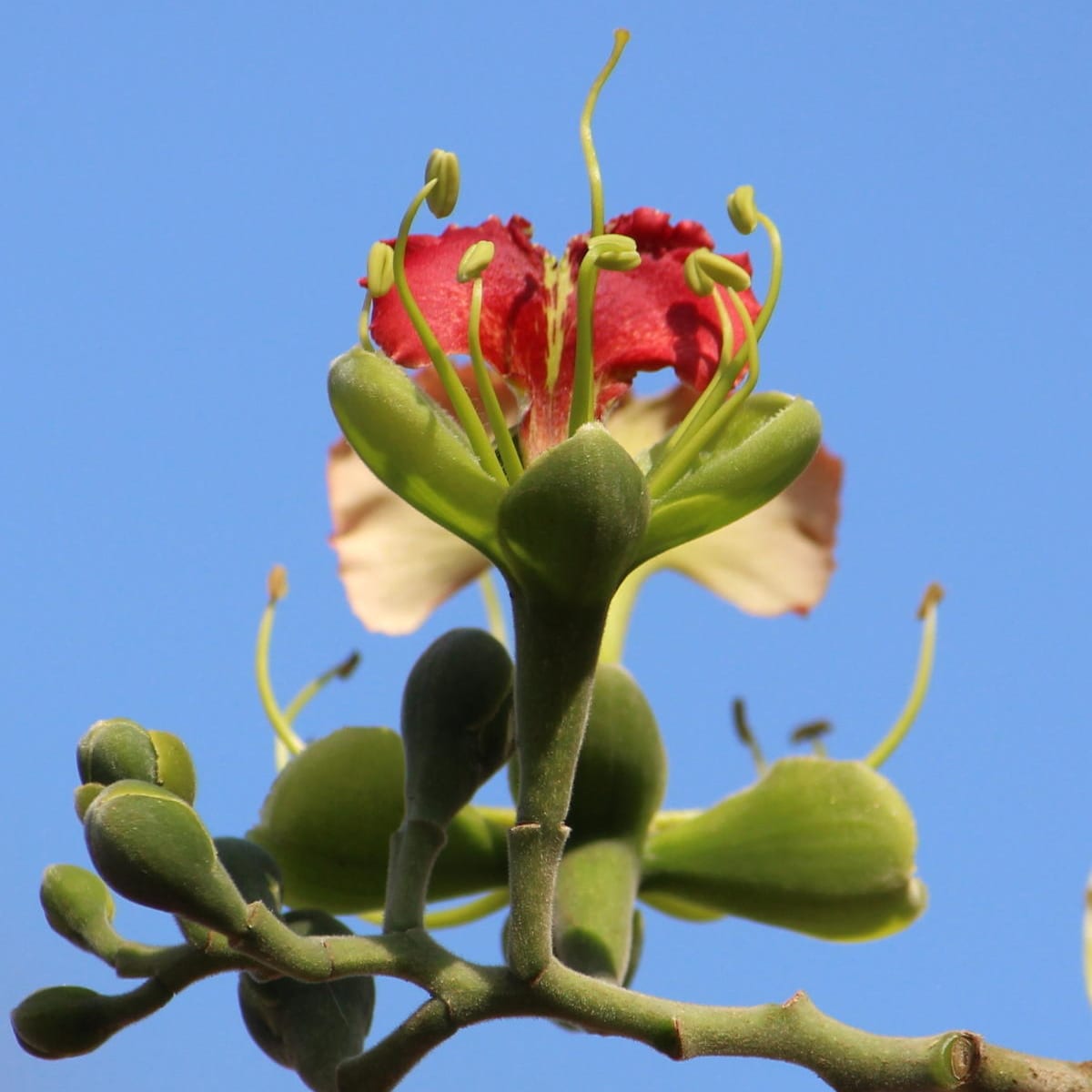 Pod Mahogany