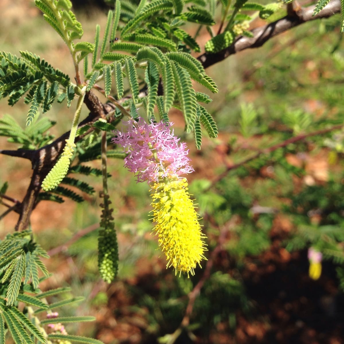 Sickle Bush