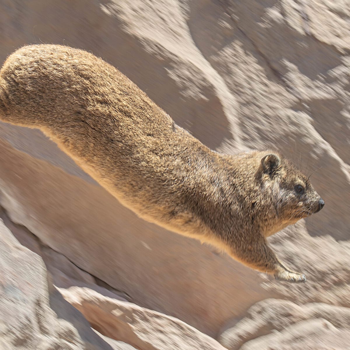 Rock Hyrax (Dassie)