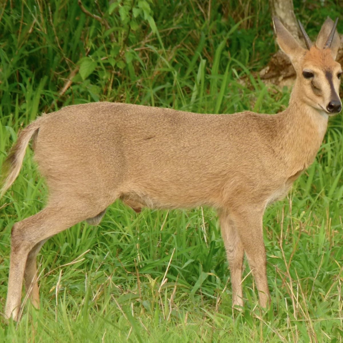 Common Duiker