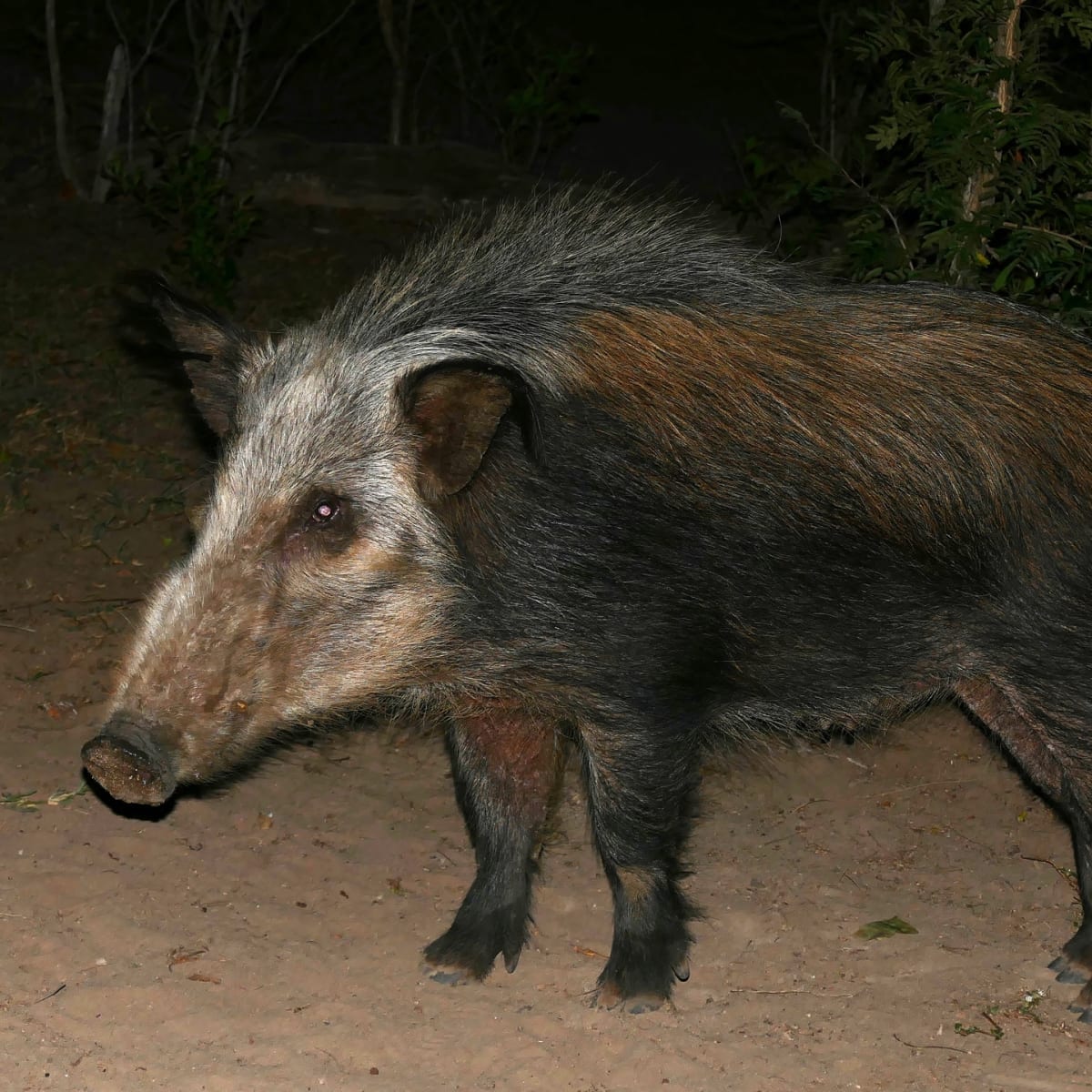Bushpig