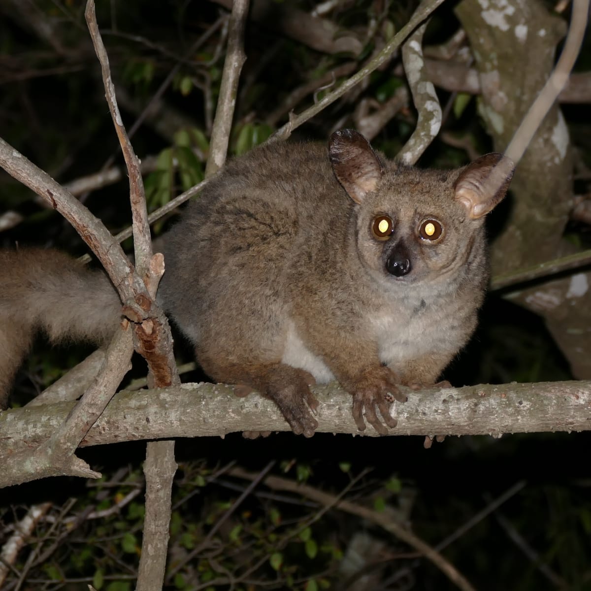 Thick-tailed Bushbaby