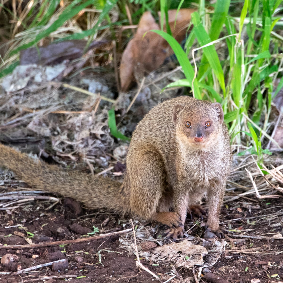 Banded Mongoose