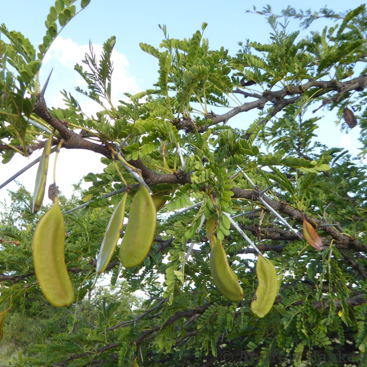Brack Thorn
