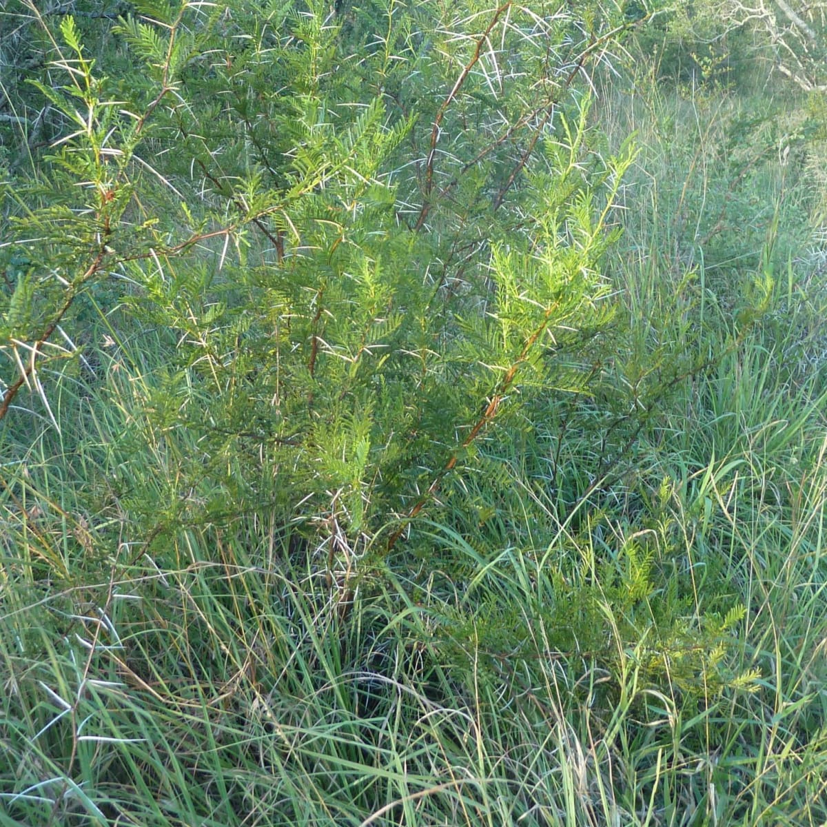 Sticky Thorn
