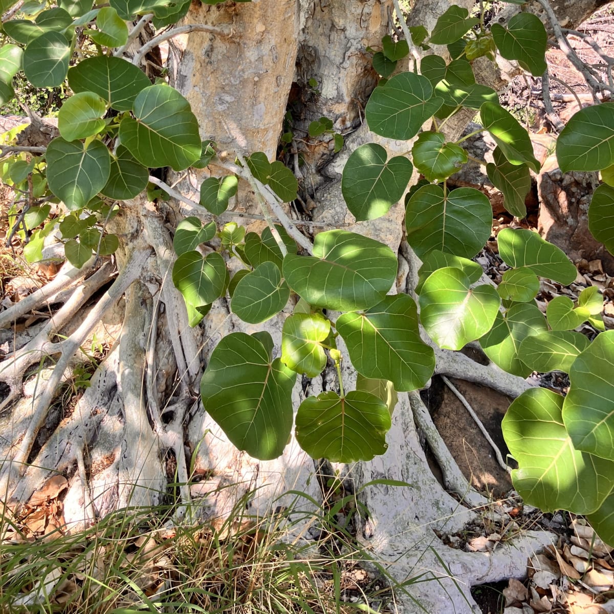 Large-leaved Rock Fig