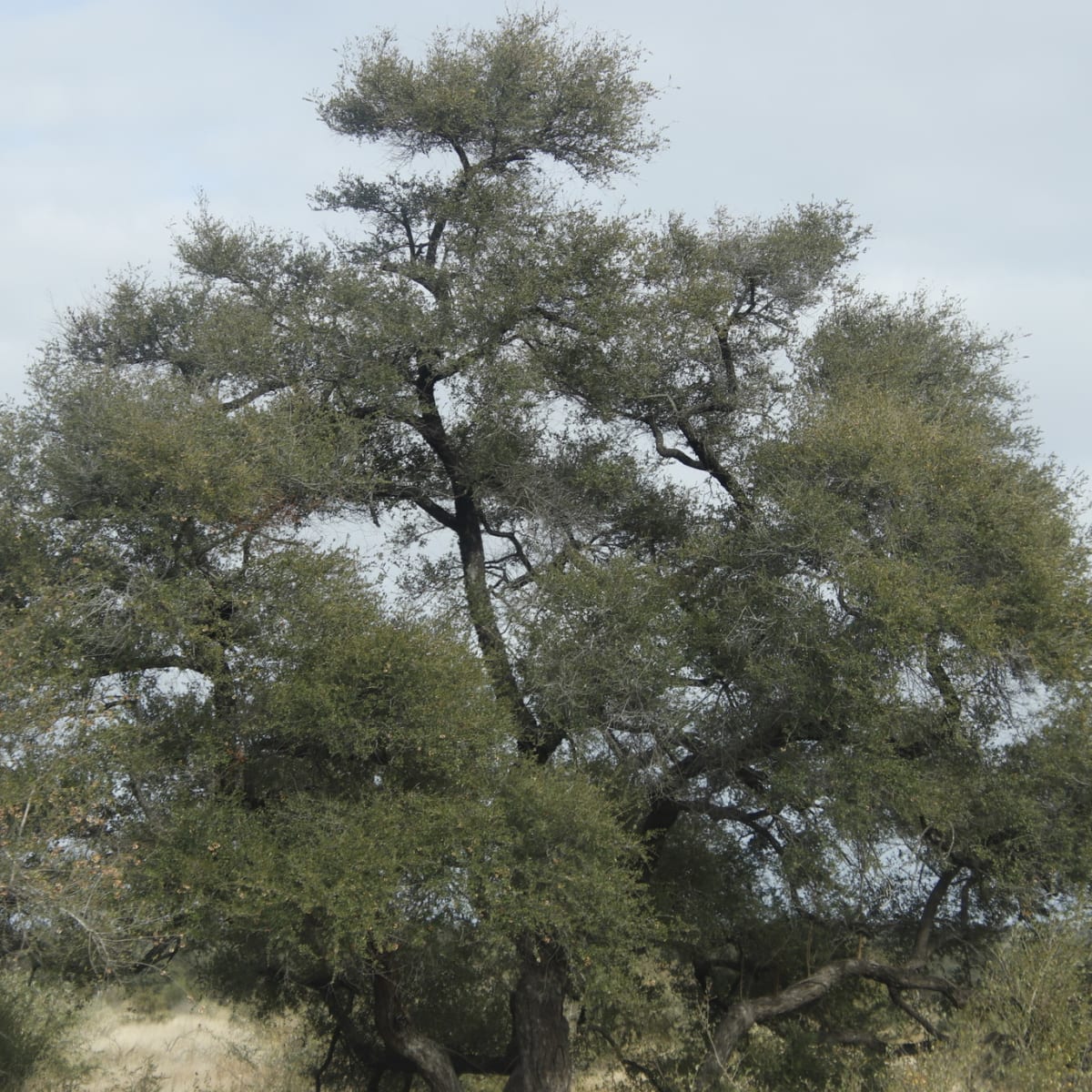 Delagoa Thorn