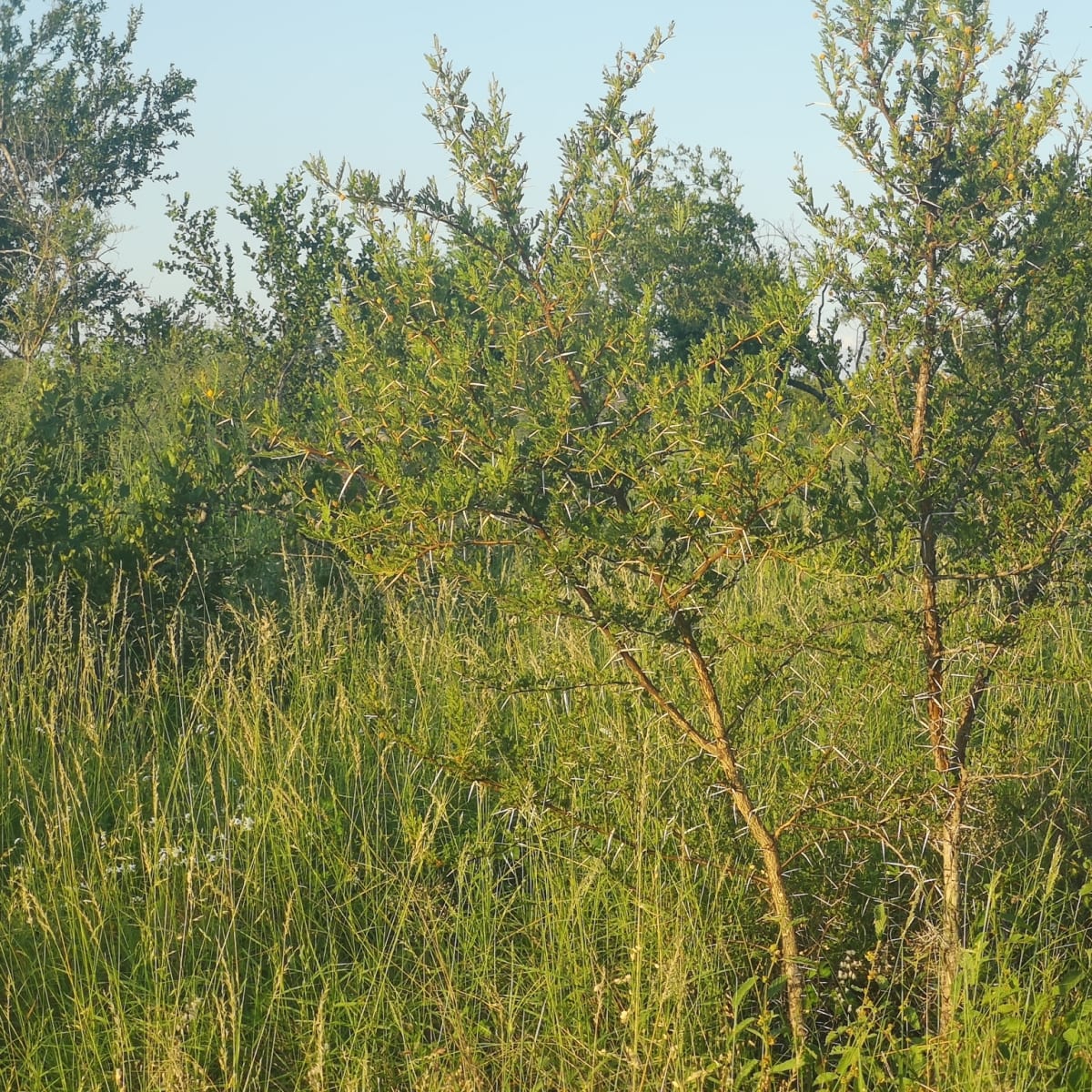 Flaky-bark Thorn