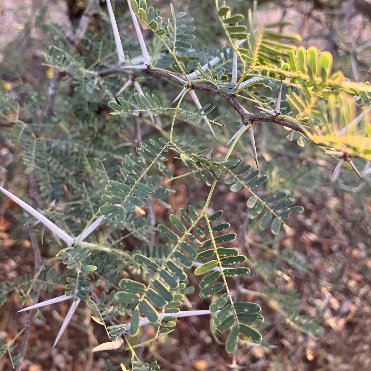 Horned Thorn