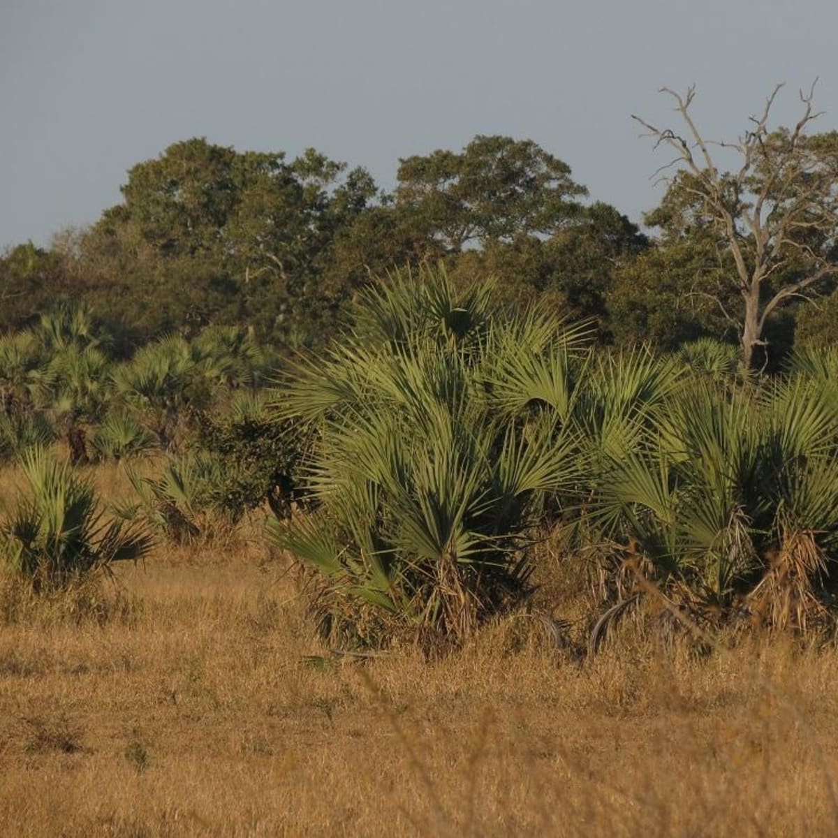 Ilala Palm