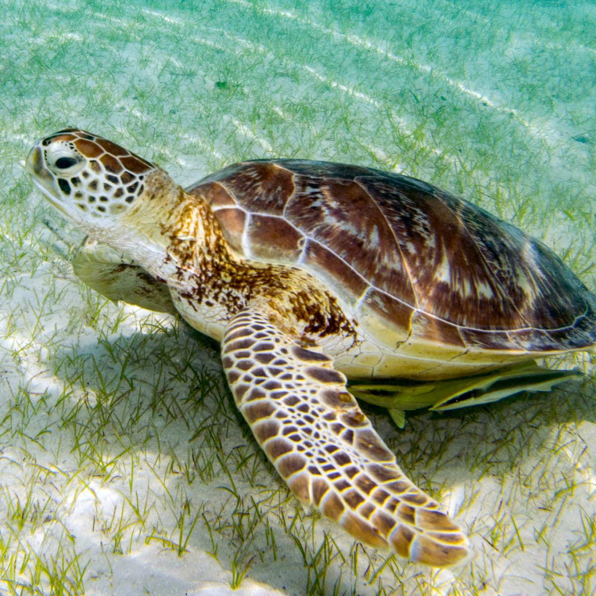 Green Turtle