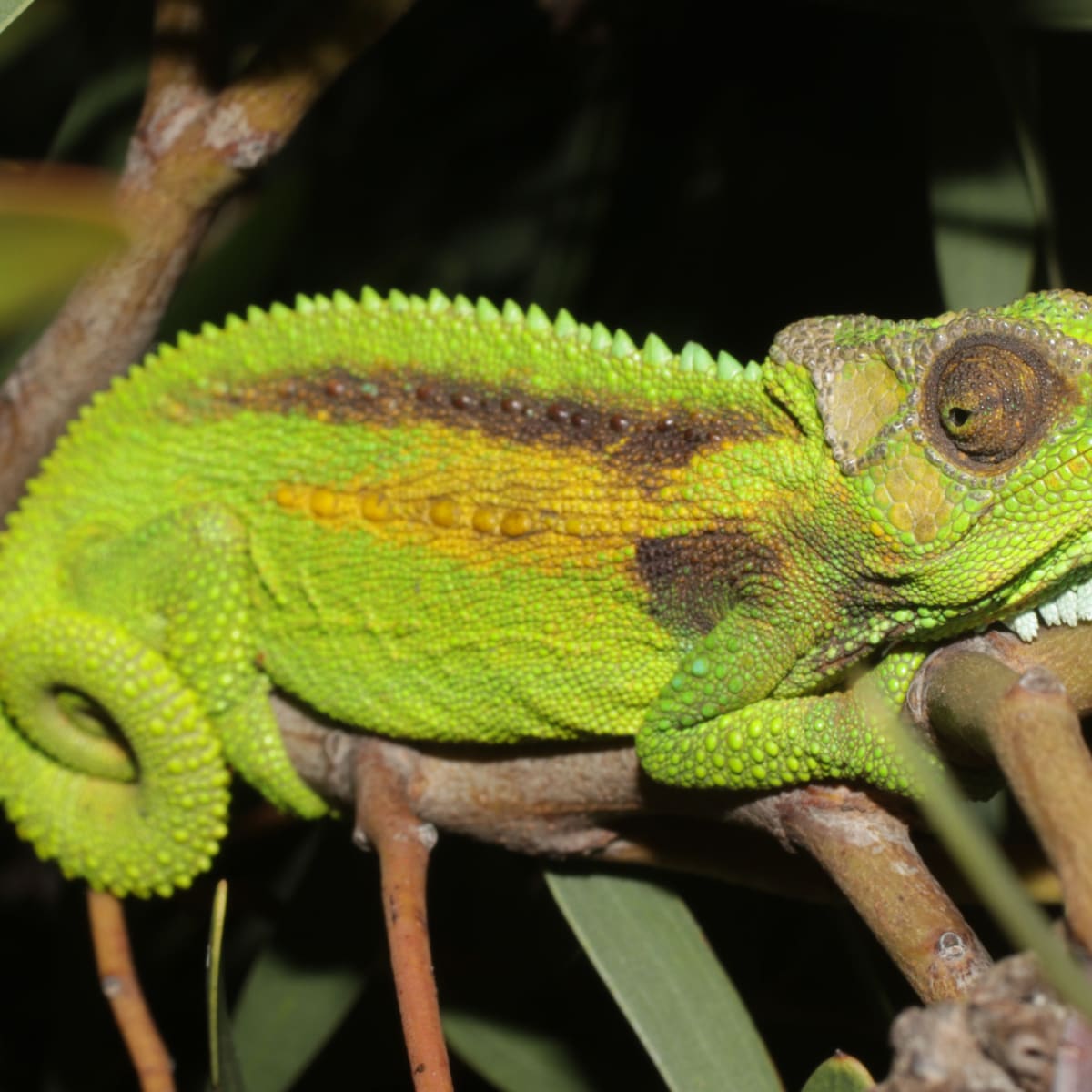 Cape Dwarf Chameleon