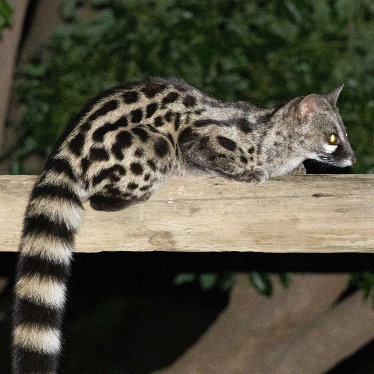 Cape Genet
