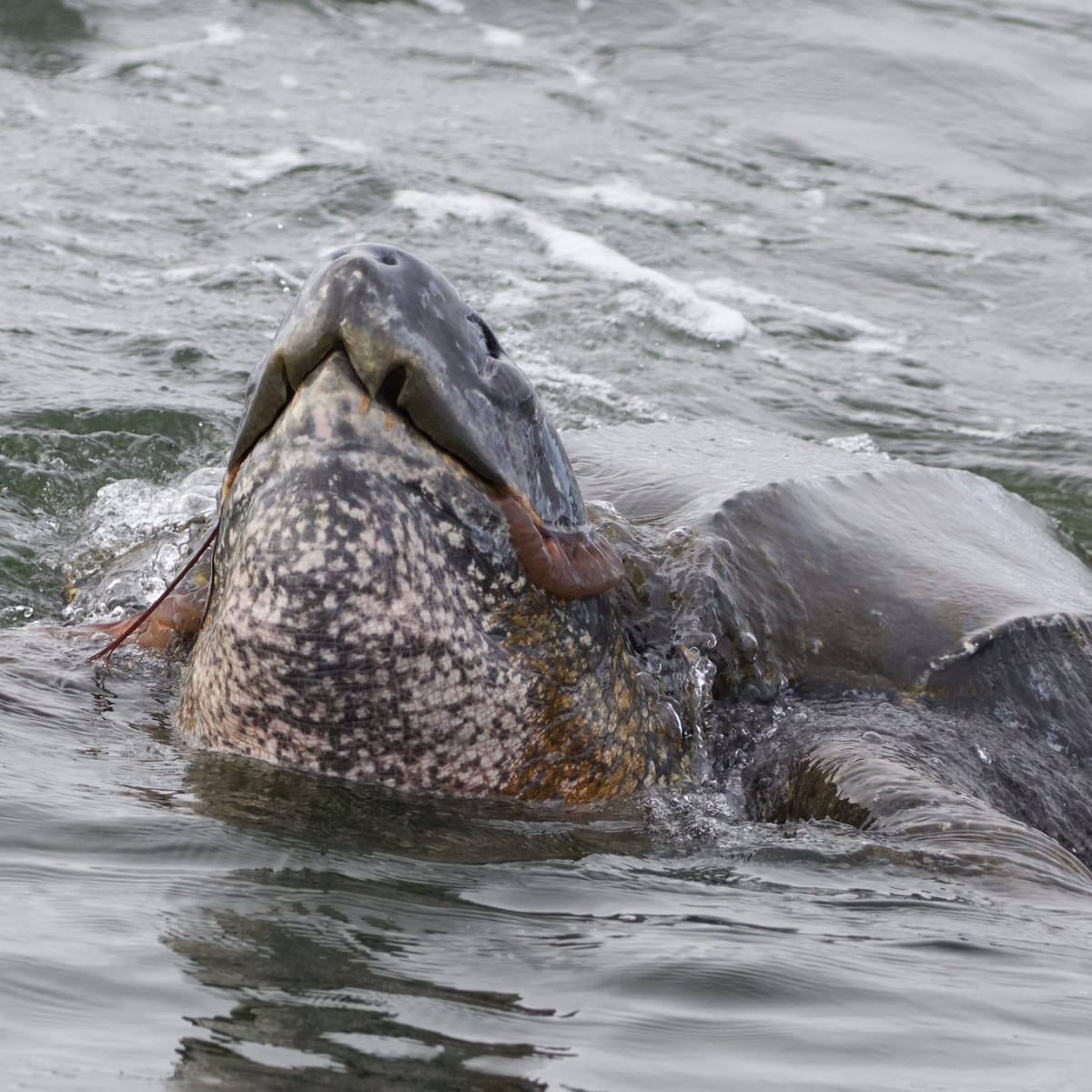 Leatherback Turtle