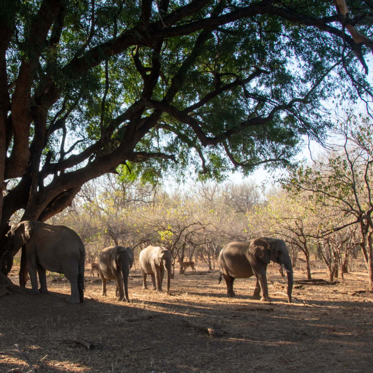 Nyala Tree