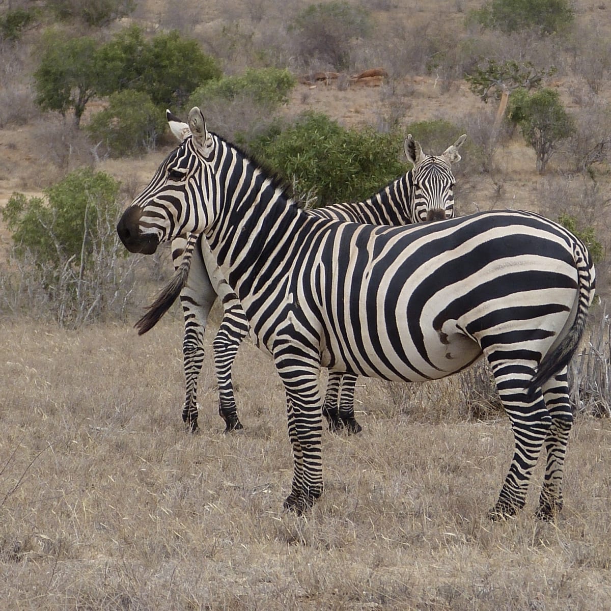 Plains Zebra
