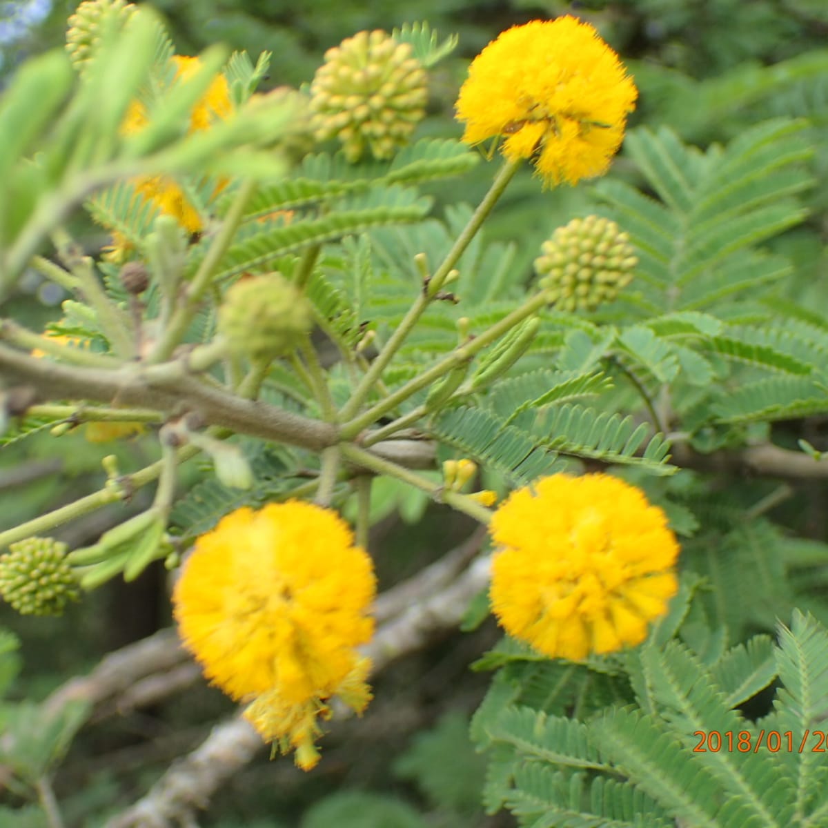 Scented-pod Thorn
