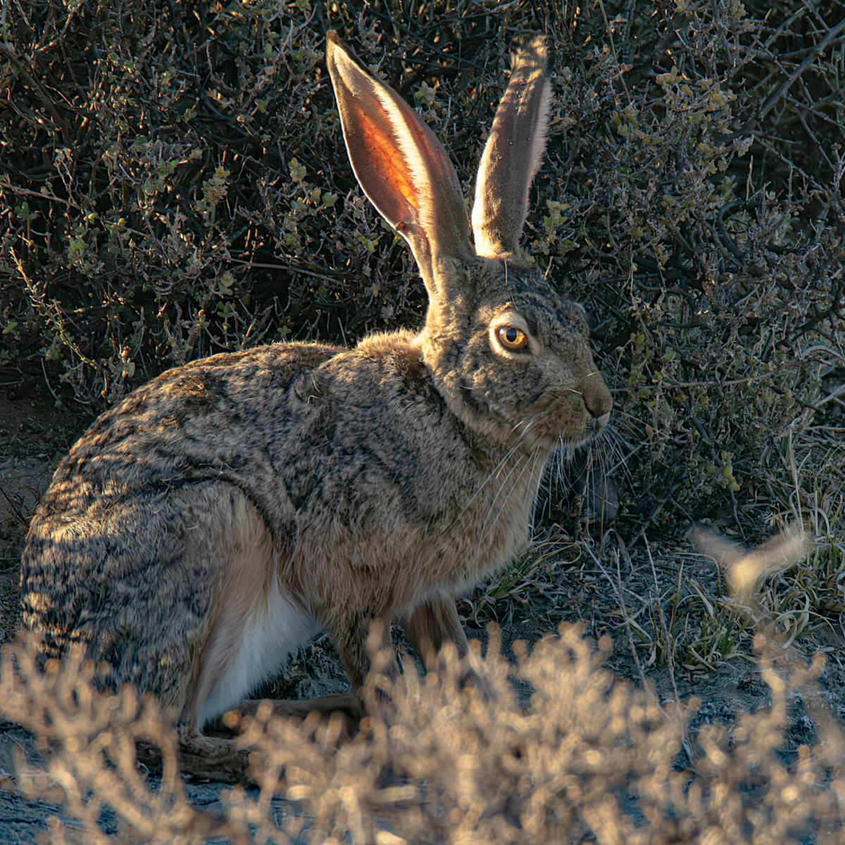 Scrub Hare