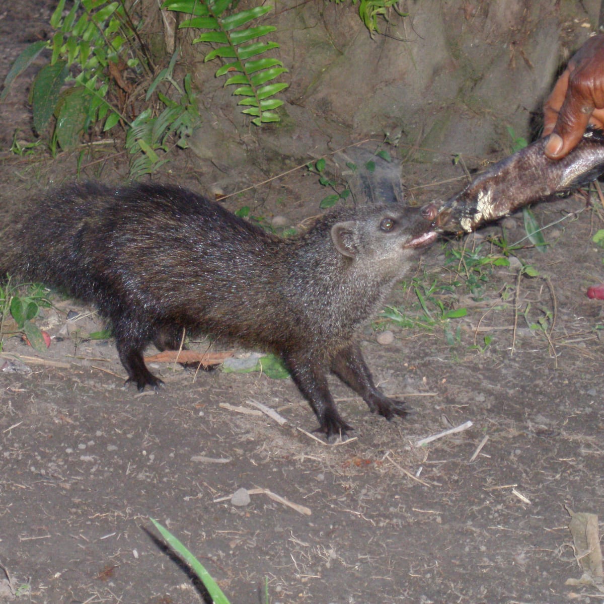 Water Mongoose