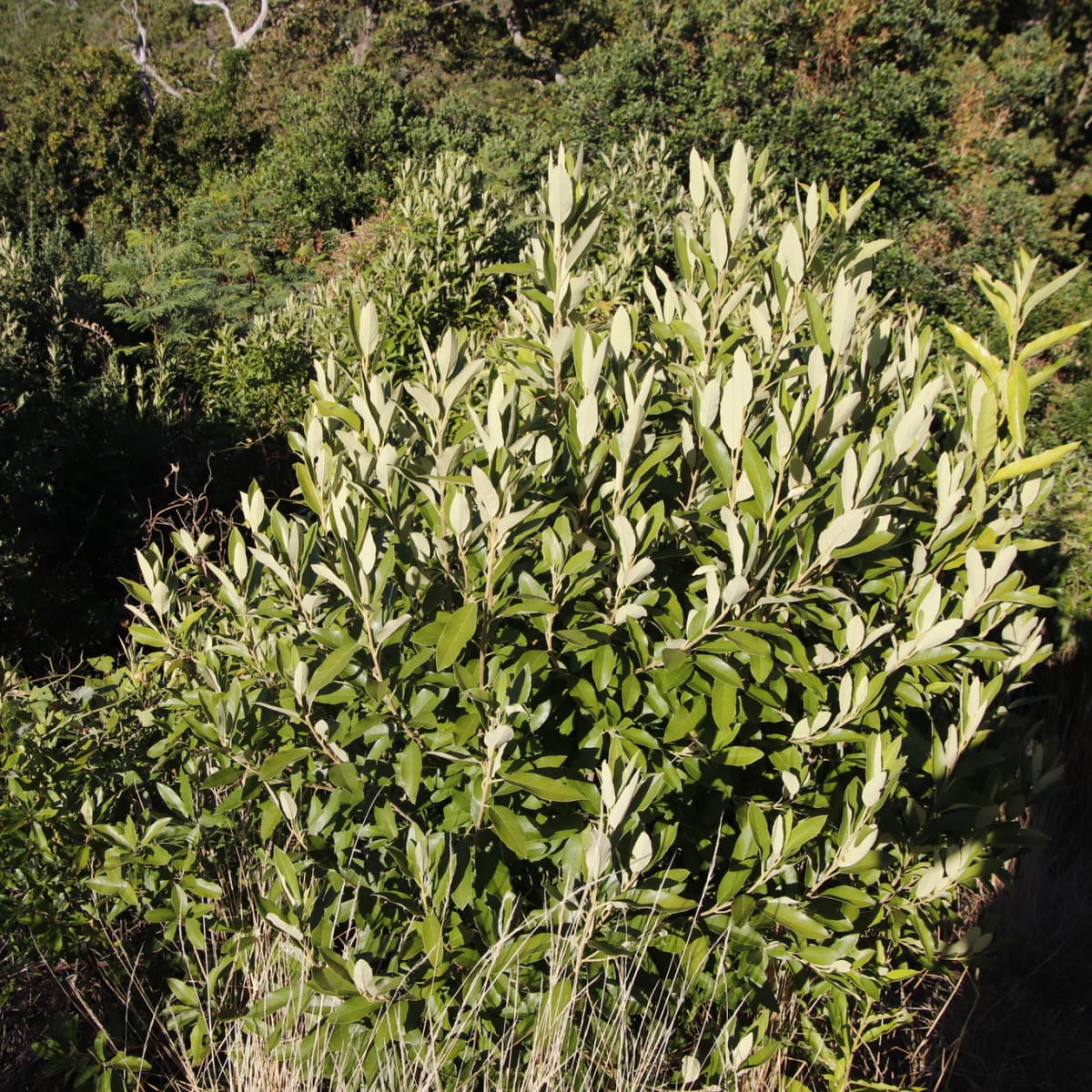 Wild Peach