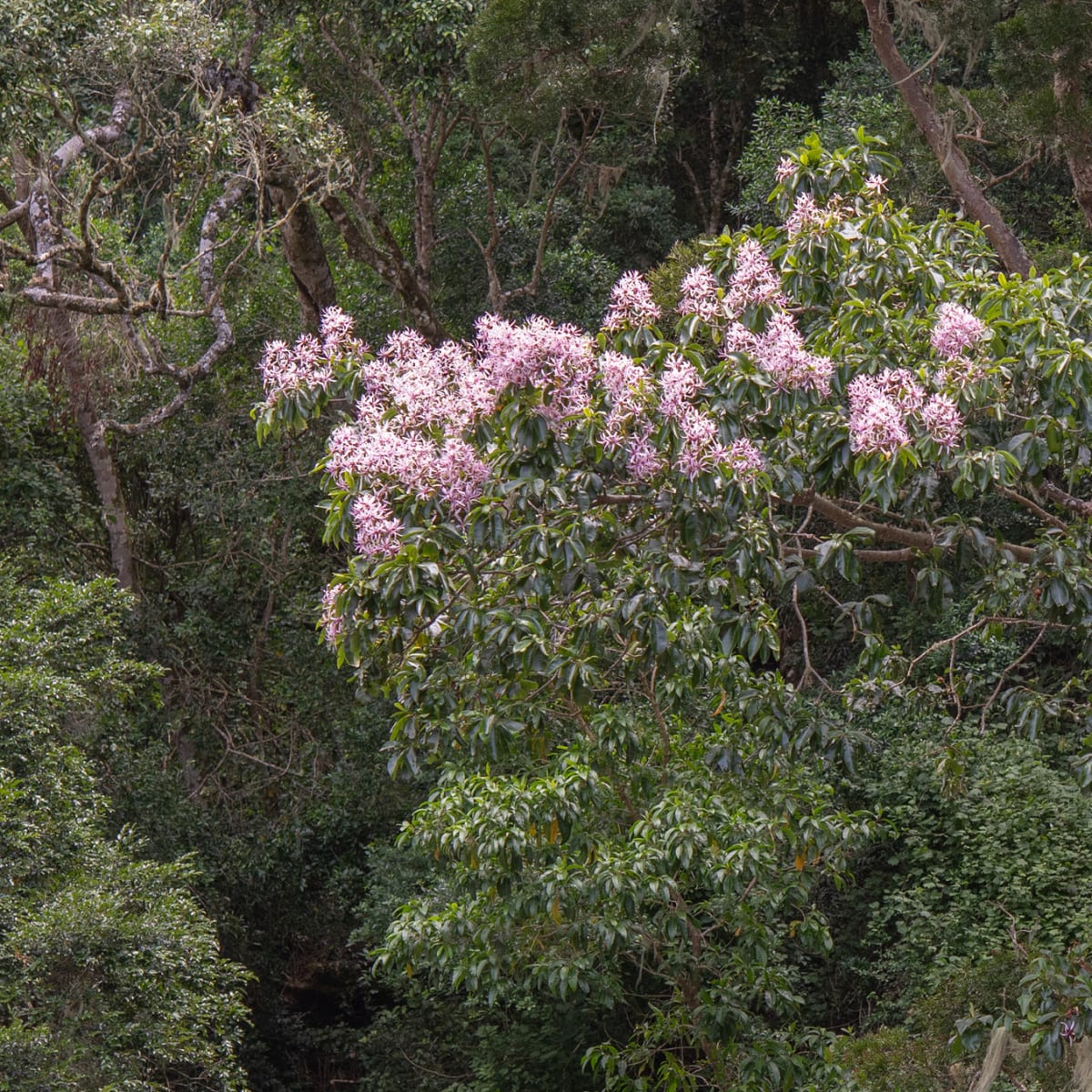 Cape Chestnut
