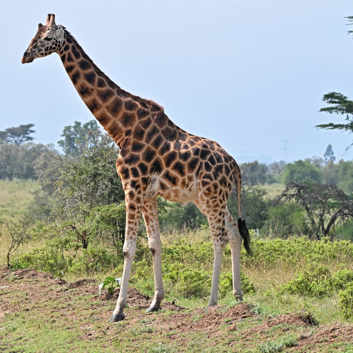 Giraffe