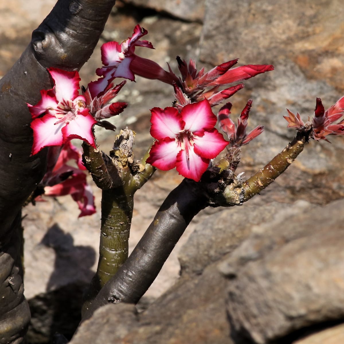 Impala Lily