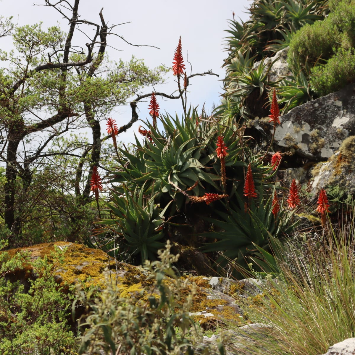 Krantz Aloe