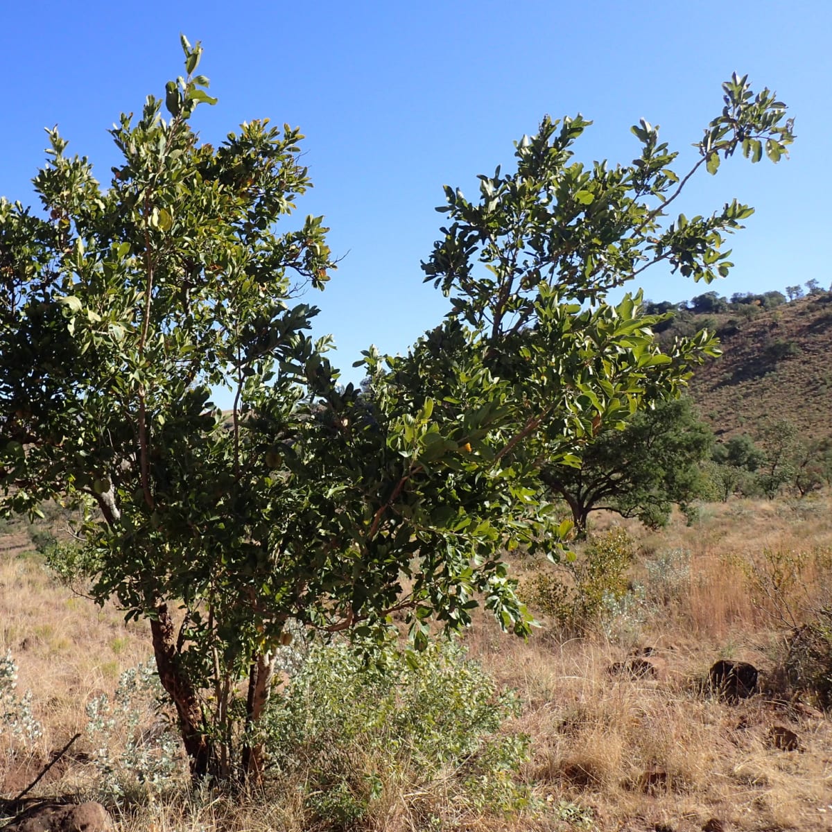 Large-fruited Bushwillow