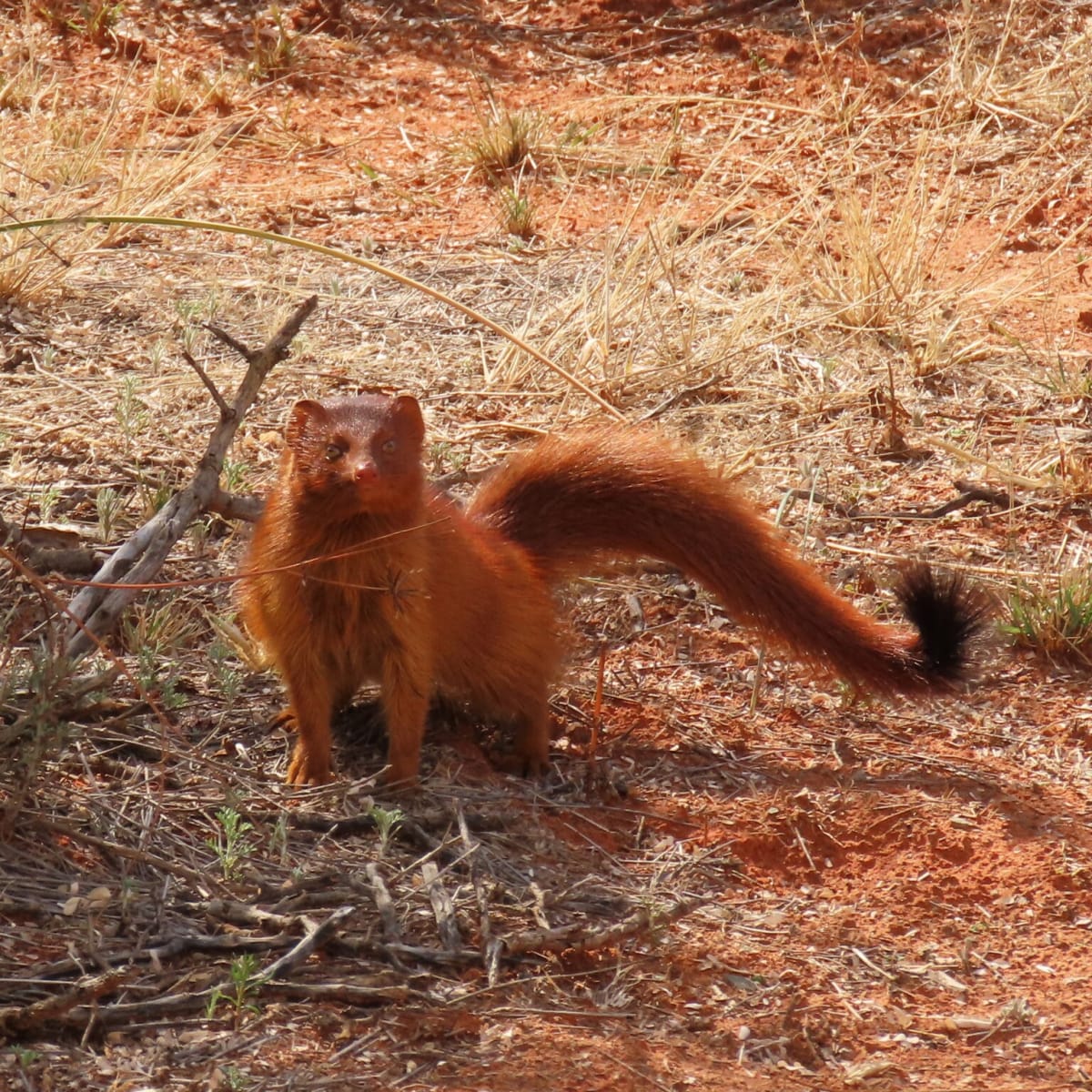 Slender Mongoose