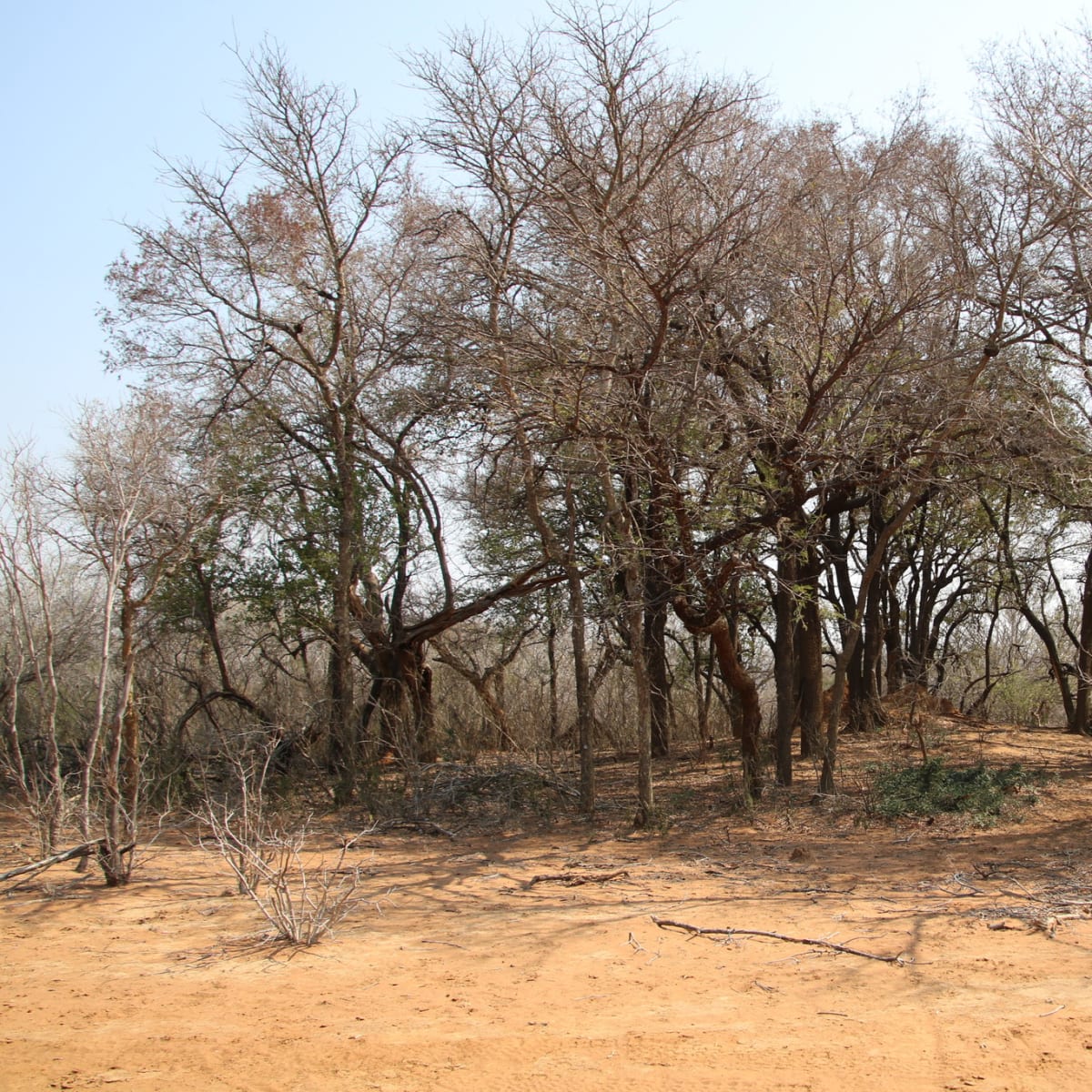 Tamboti