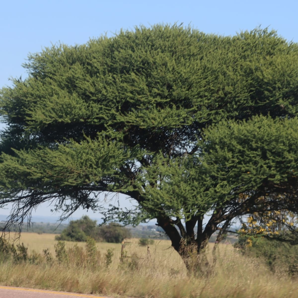 Umbrella Thorn