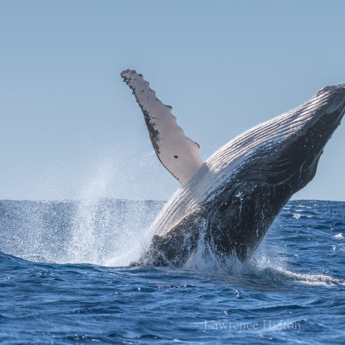 Humpback Whale