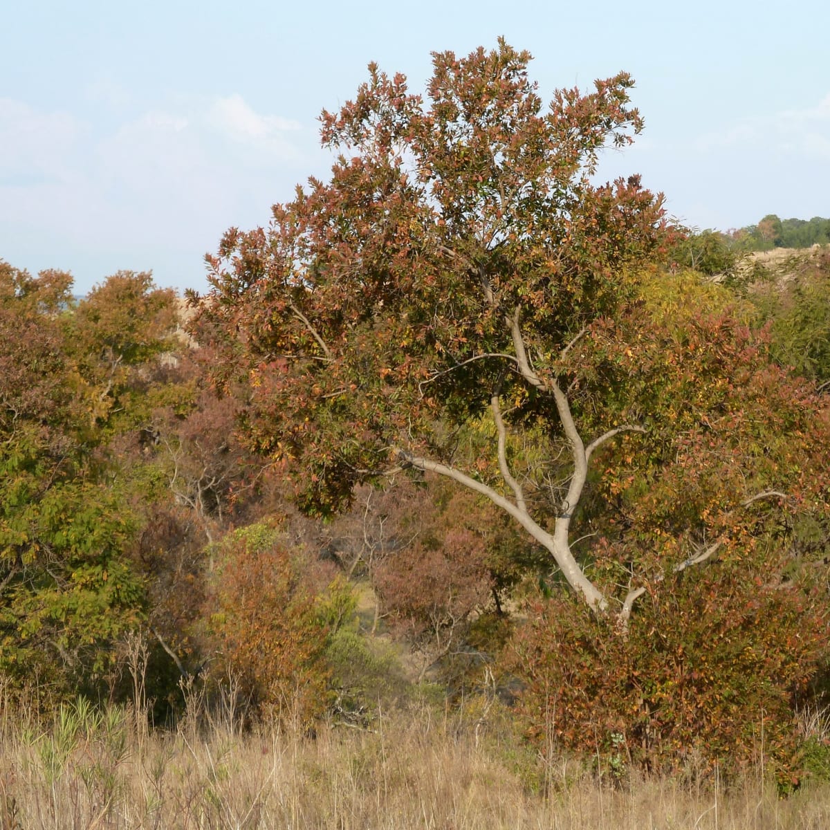 River Bushwillow