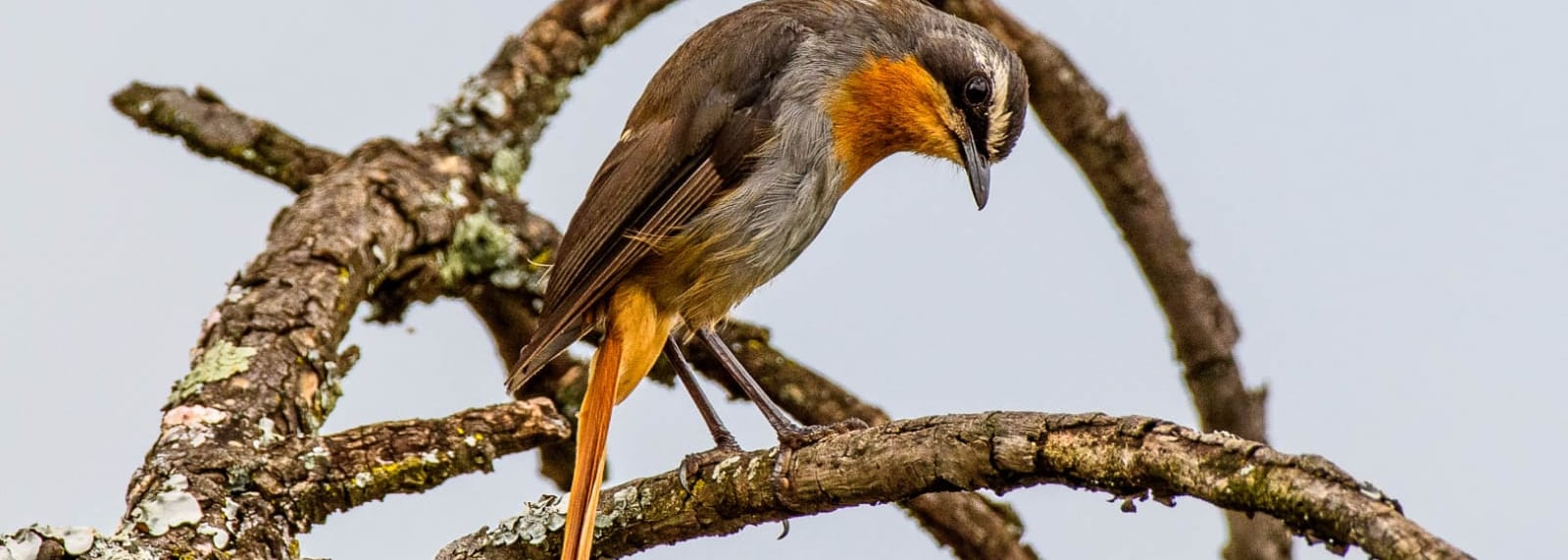 Cape Robin-Chat