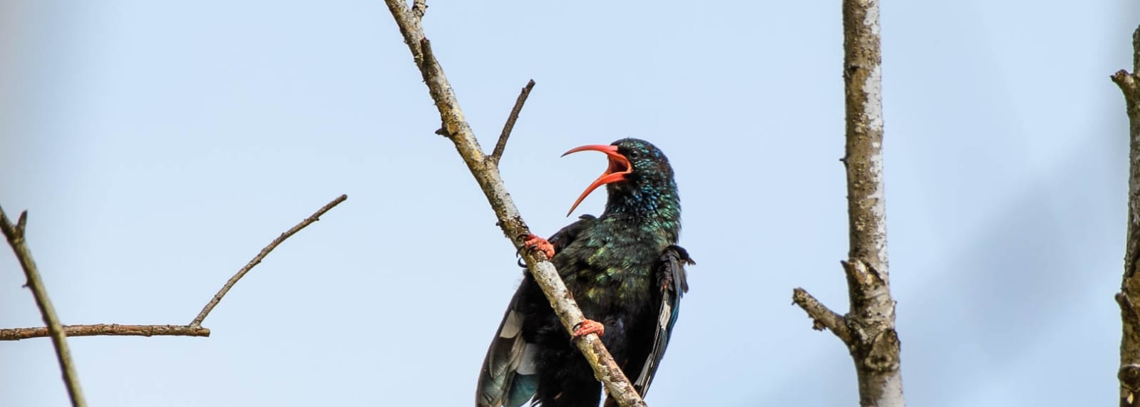 Green Wood-Hoopoe