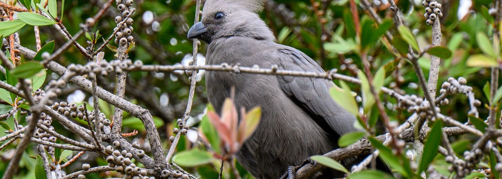 Grey Go-away-bird