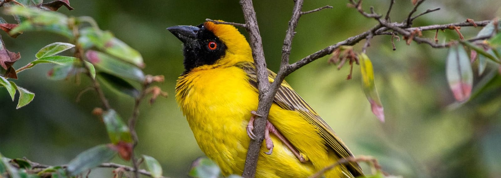 Southern Masked Weaver