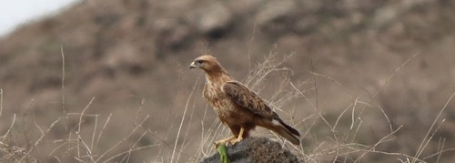 Steppe Buzzard