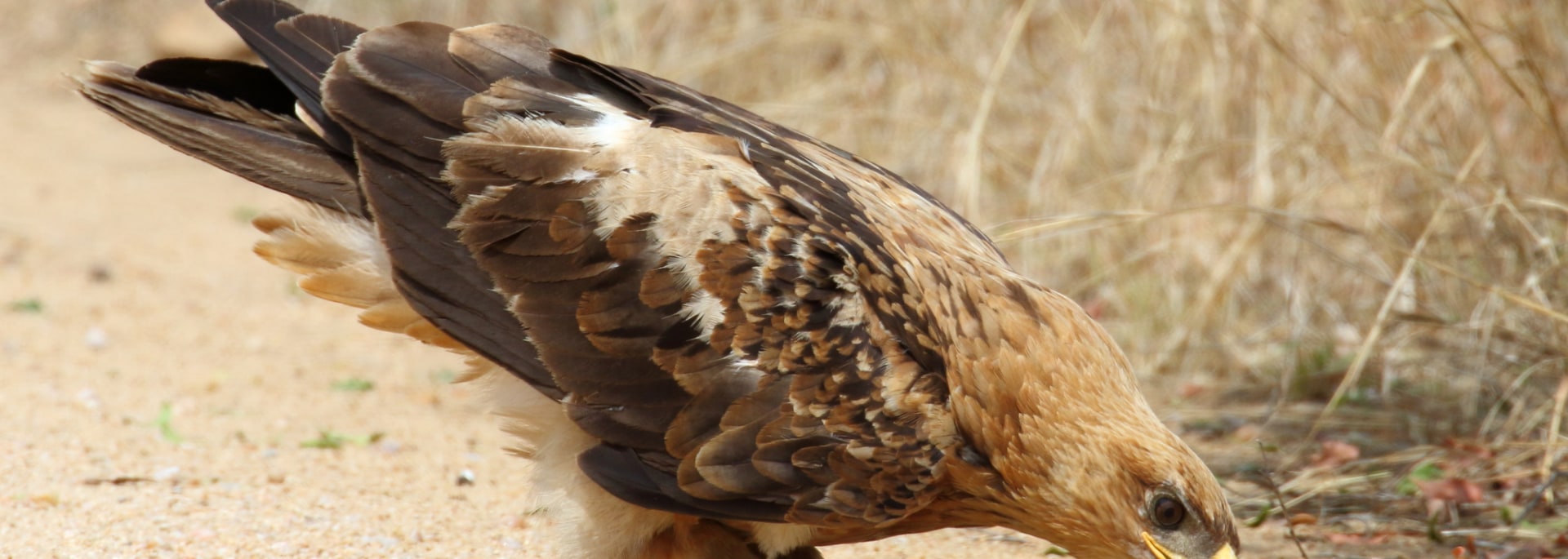 Tawny Eagle
