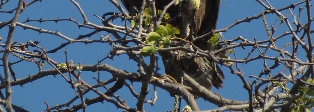 Brown Snake Eagle