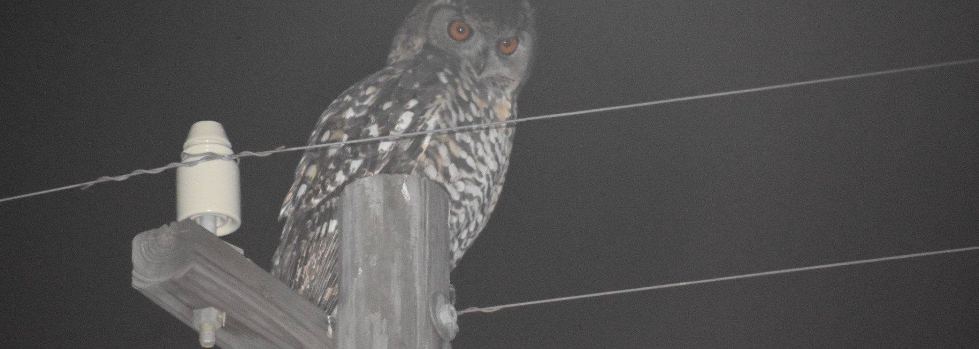 Cape Eagle-Owl