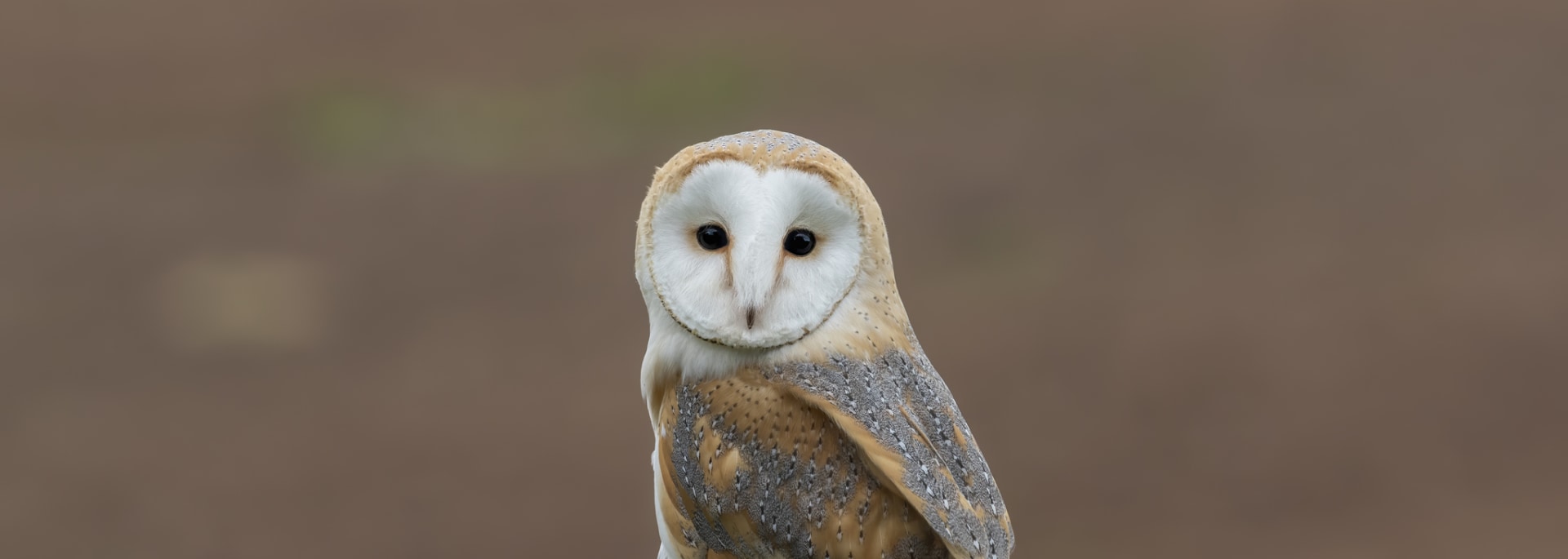 Western Barn Owl