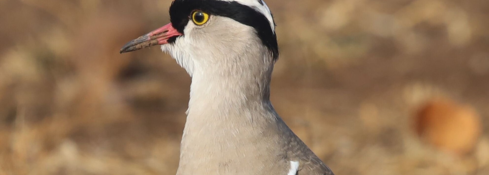 Crowned Lapwing