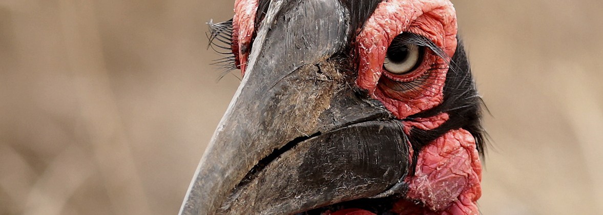 Southern Ground-Hornbill
