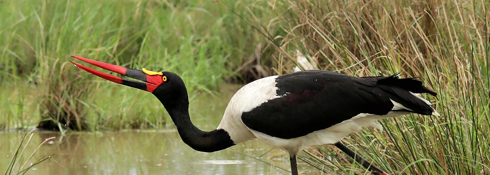 Saddle-billed Stork