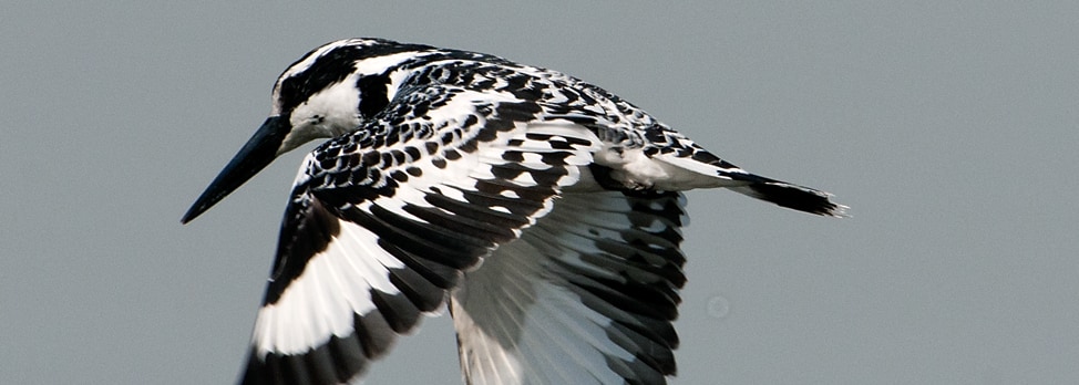 Pied Kingfisher