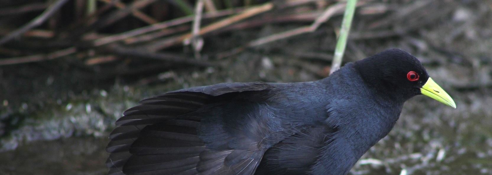 Black Crake