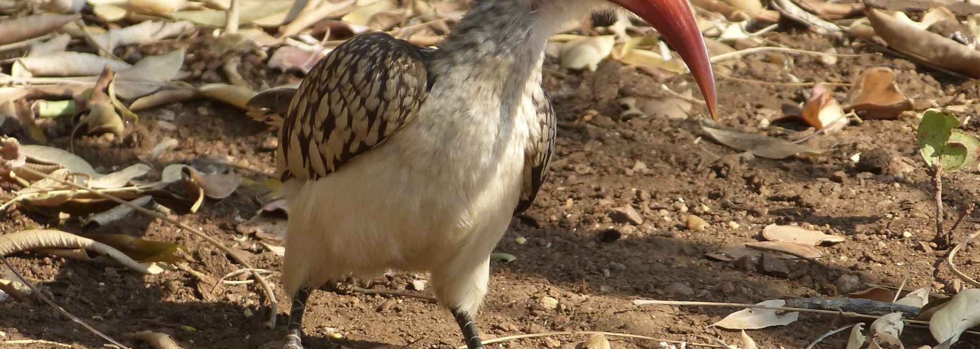 Southern Red-billed Hornbill